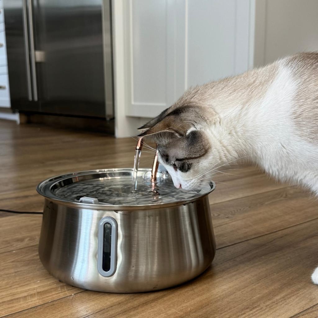 KittySpout Review 2026: Is This Cat Water Fountain Worth It?
